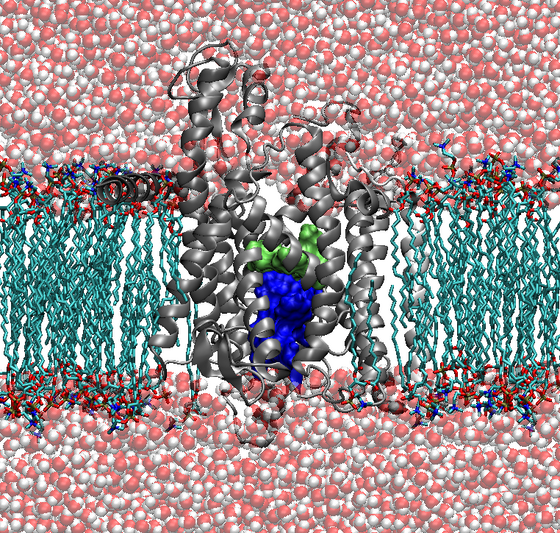 Simulation eines Proteinkanal (grau), der in eine Zellmembran (türkis) eingebettet ist.