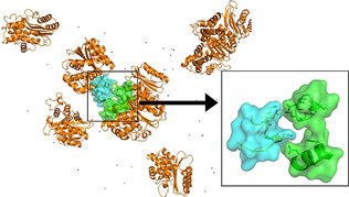Figure 2: Aggregation of two lysozyme molecules in a simulation box including 8 proteins.